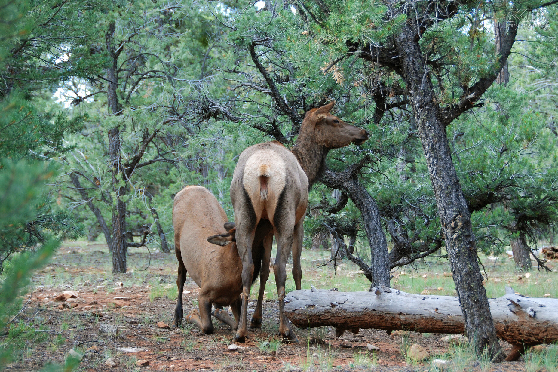 Grand Canyon - Elk A lot of animals live in the national park of the Grand Canyon and it's not hard to see deer. In the morning a herd of females elks (Cervus elaphus) with fawns walk past our tents at Mather campsite. Stefan Cruysberghs